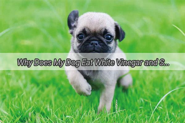 Why Does My Dog Eat White Vinegar and Still Feel Unsatisfied Unveiling the Surprising Truth